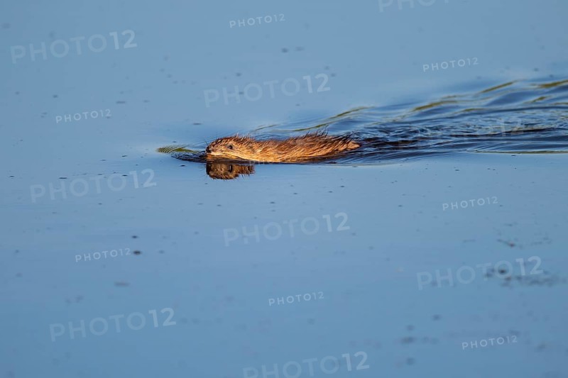 Muskrat