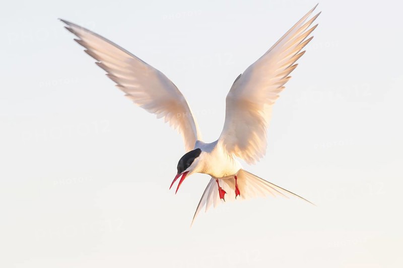 Arctic tern