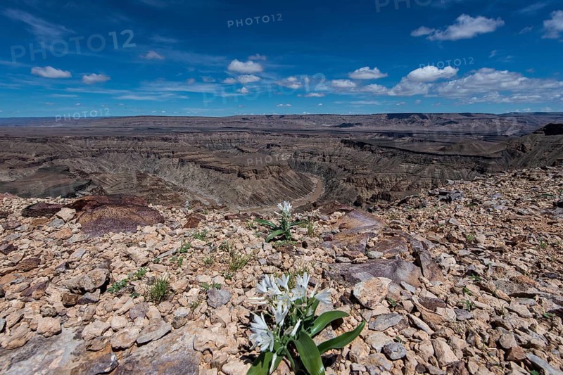 Fish River Canyon with wild lilies