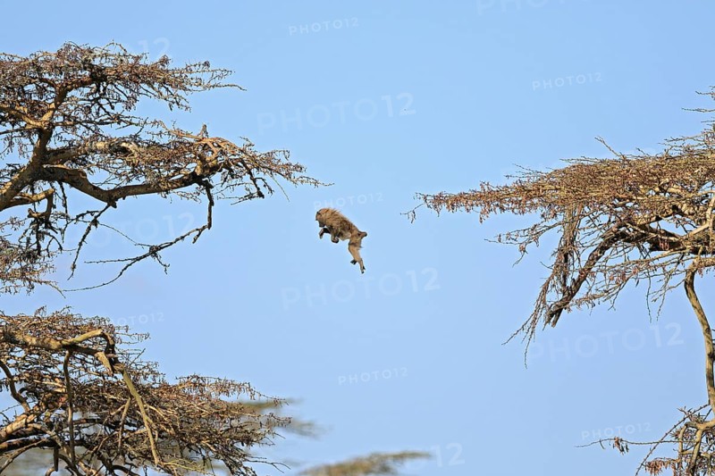 Olive baboon