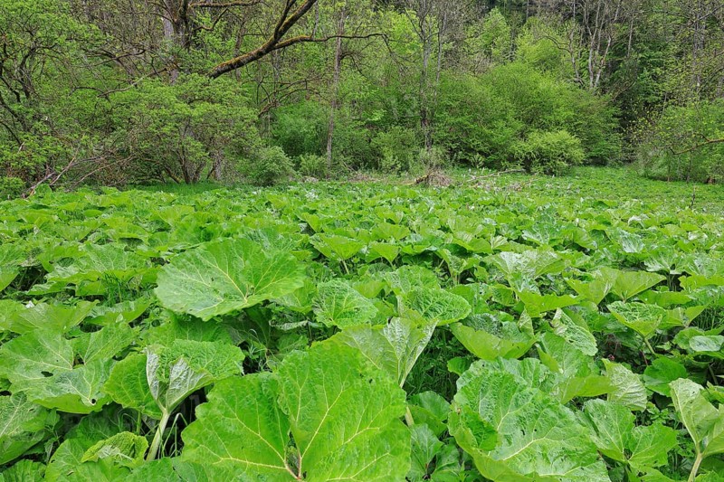 Common butterbur