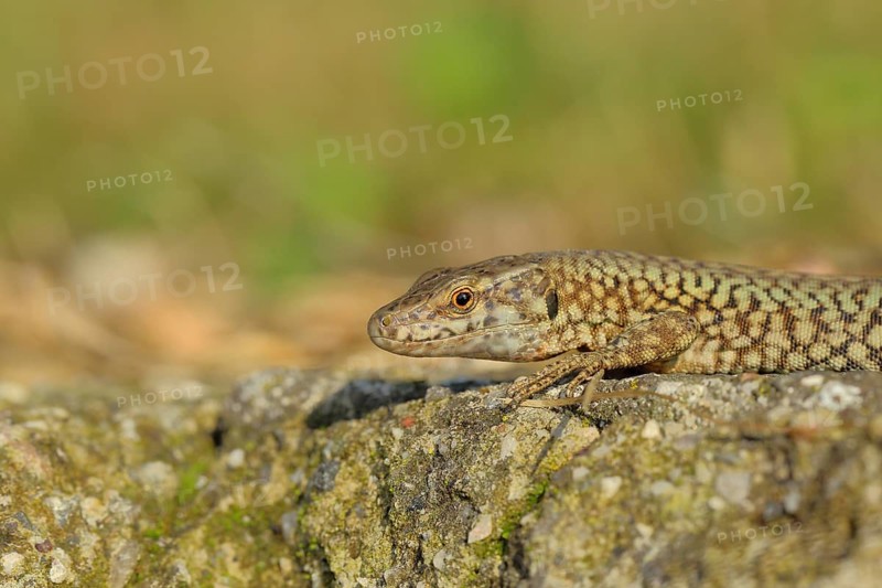 Wall lizard