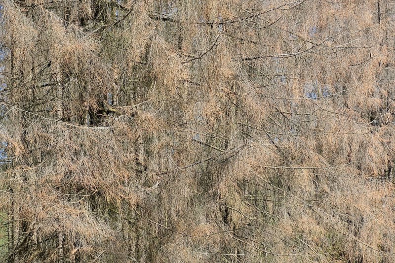 Spruce