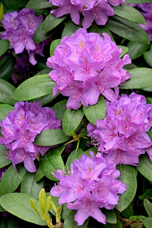 Rhododendron Park Bad Sassendorf