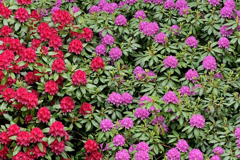 Rhododendron Park Bad Sassendorf