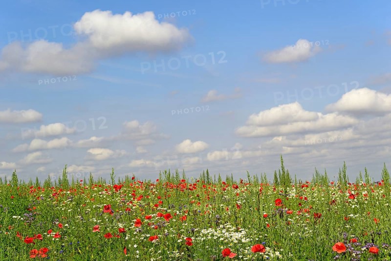 Flowering strips with corn poppy