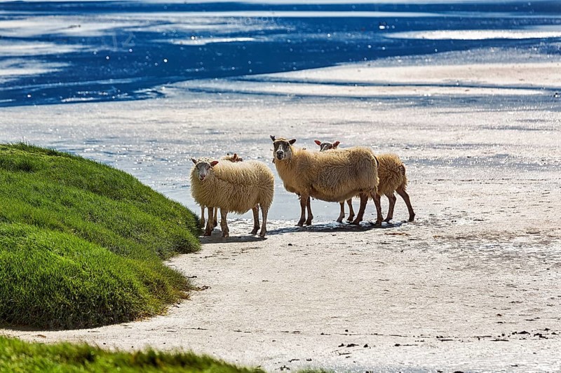 Free ranging Icelandic sheep