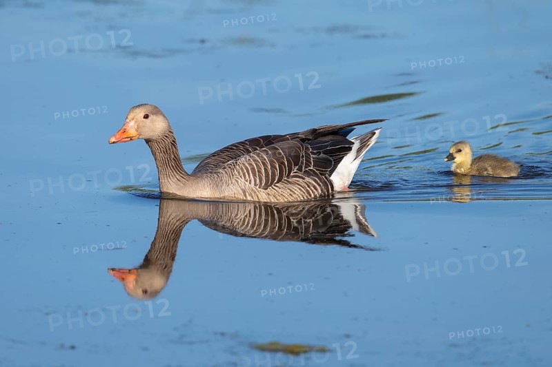 Greylag goose