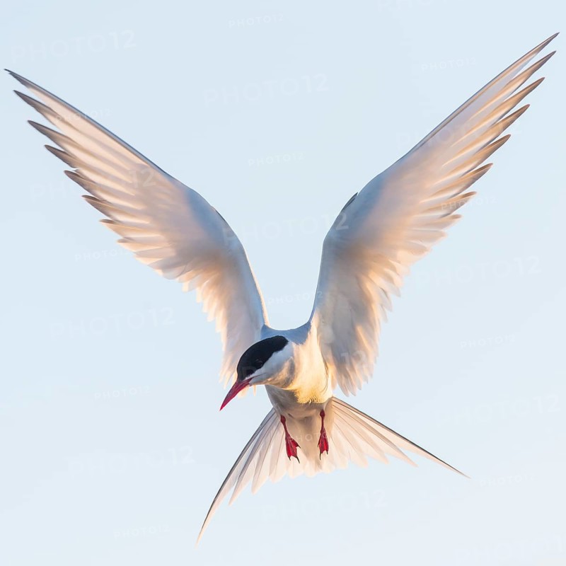Arctic tern