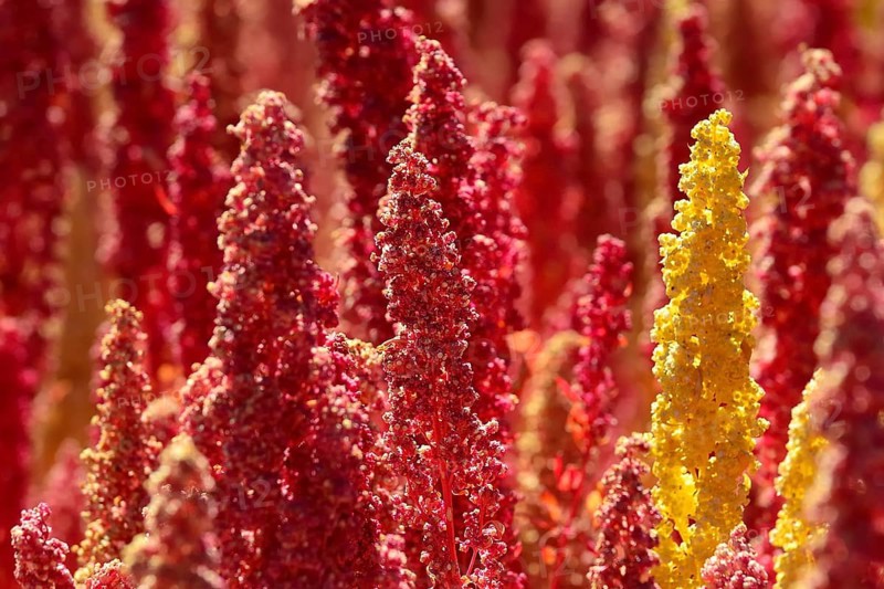 Panicles of ripe quinoa