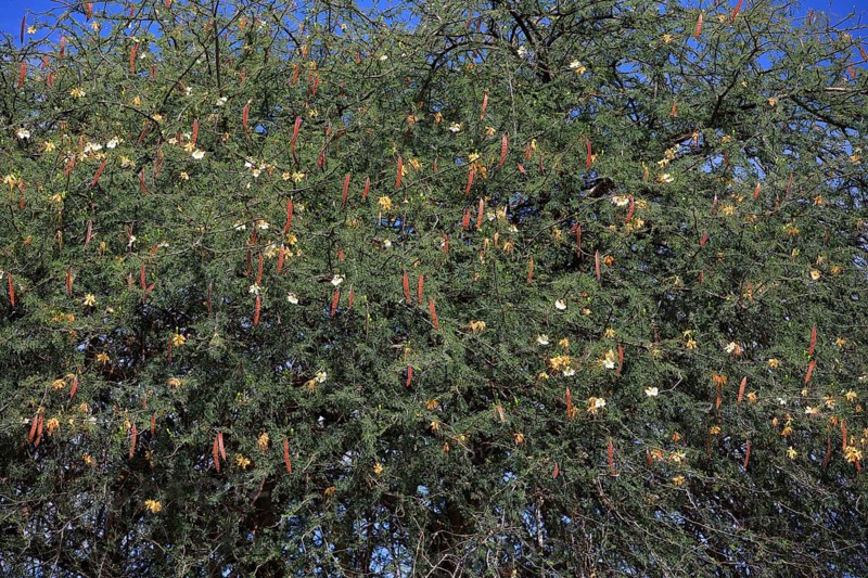 Royal Poinciana