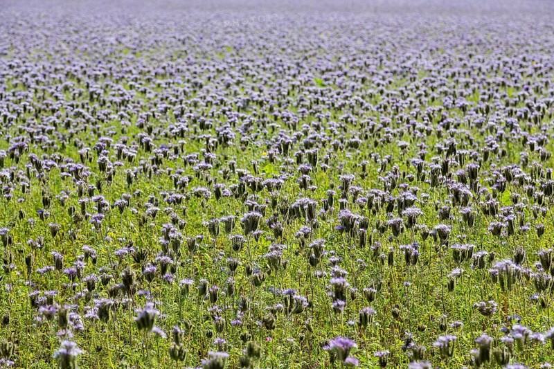 Field with bee friend