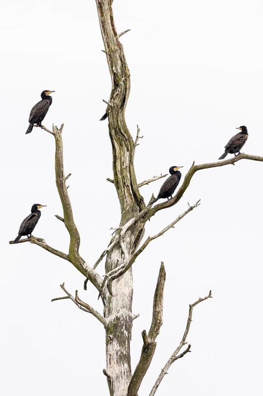 Great cormorant
