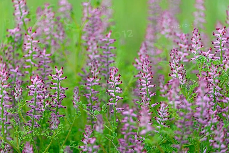 Common Fumitory