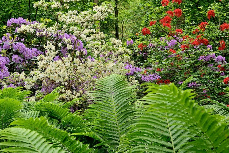 Rhododendron Park Bad Sassendorf