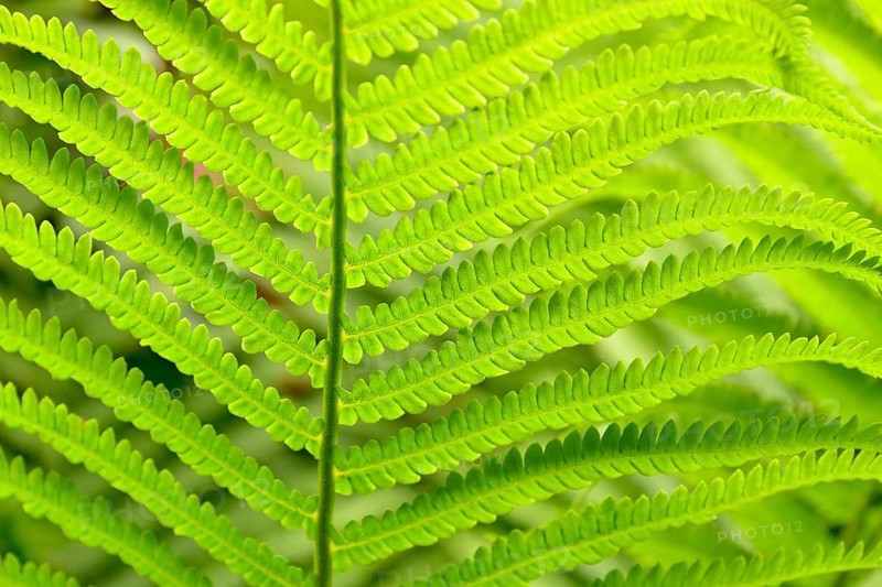 Ostrich Fern