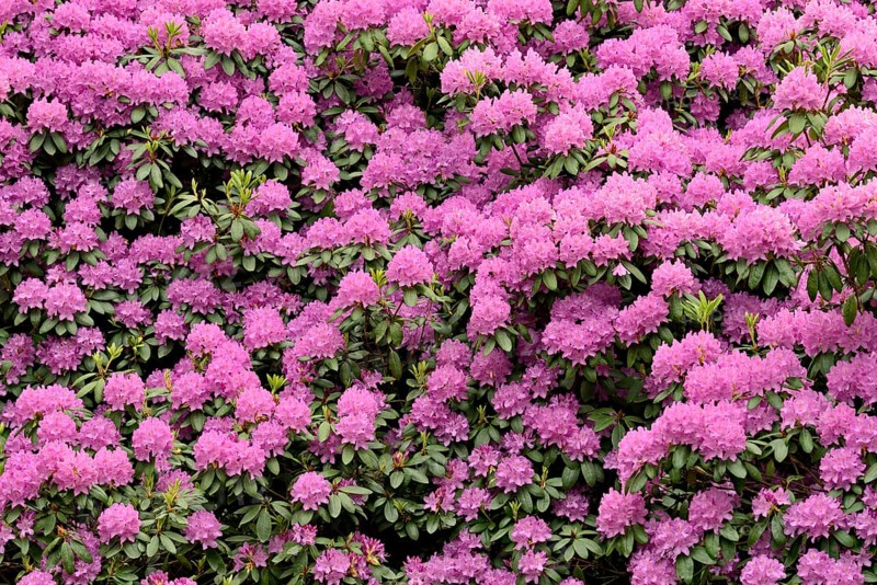 Rhododendron Park Bad Sassendorf