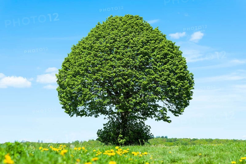 Linden tree
