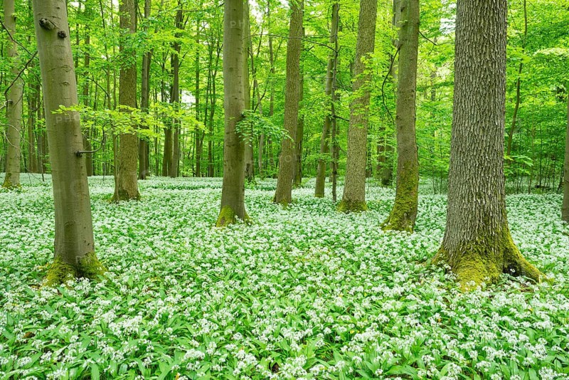 Blooming wild garlic
