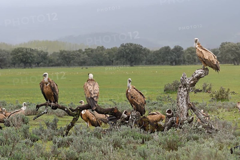 Griffon vulture