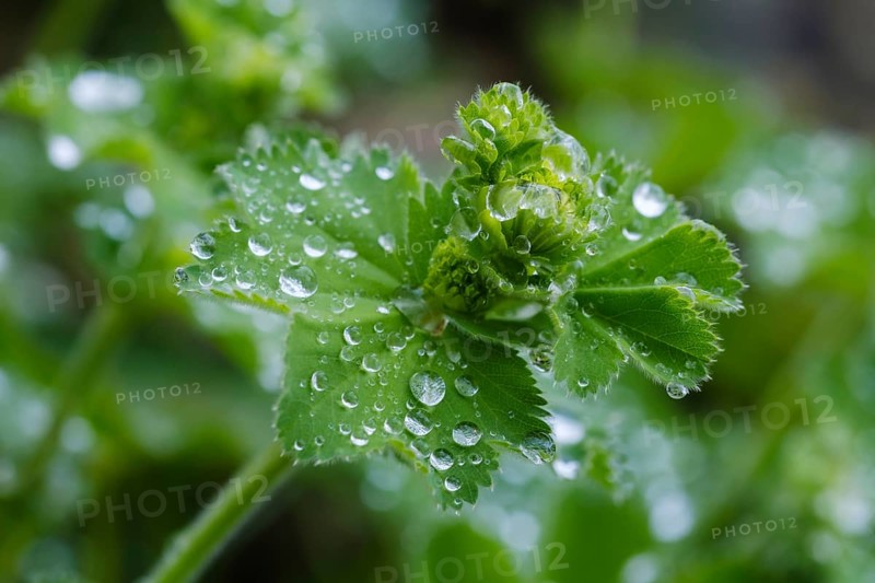 Water drops on leaves