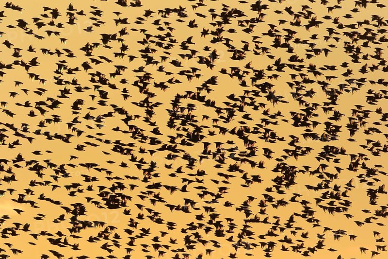 Common starling