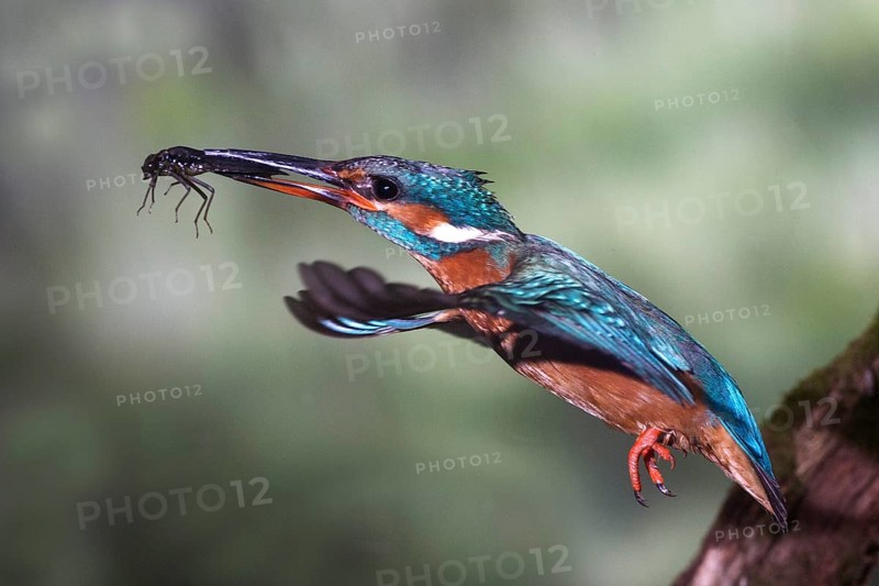 Common kingfisher