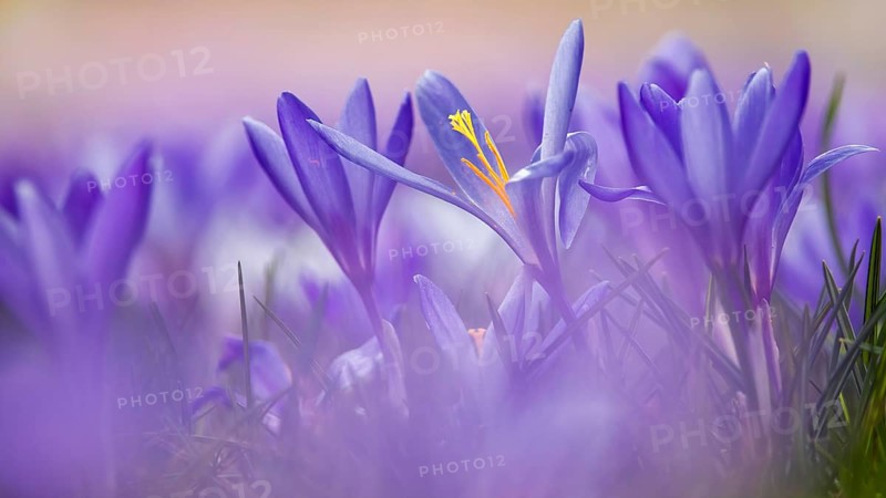 Crocuses