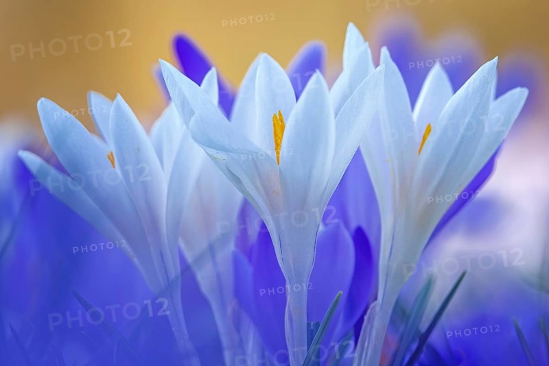 Crocuses