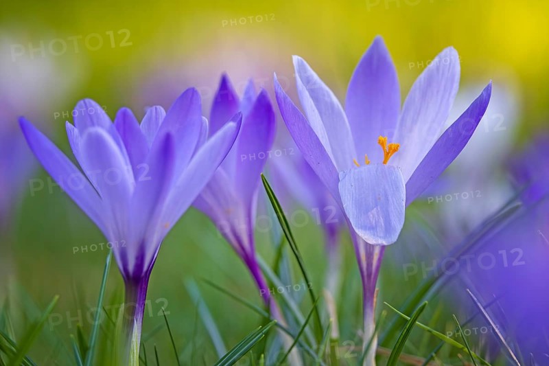 Crocuses