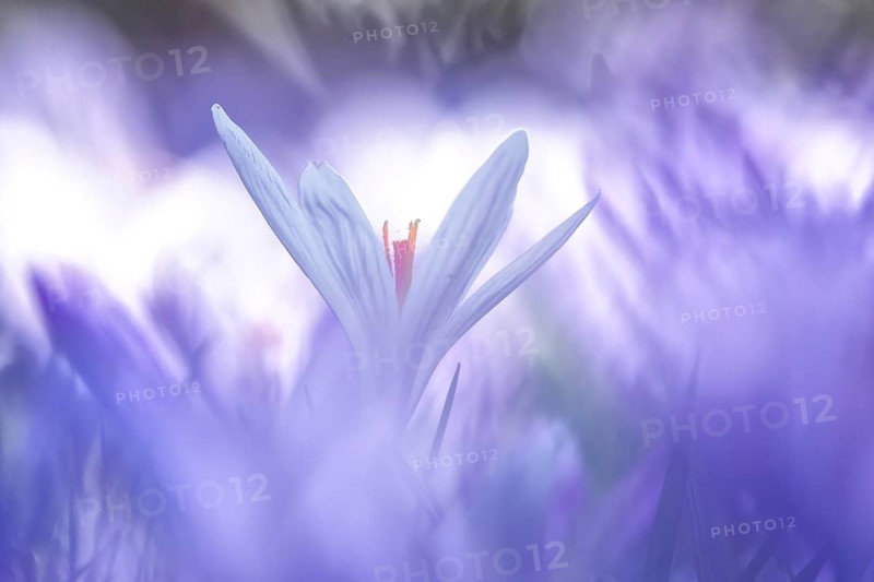 Crocuses