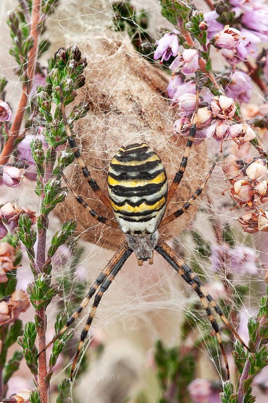 Wasp spider