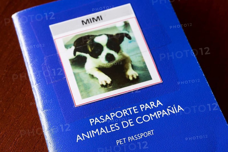 Spanish pet passport for small dog