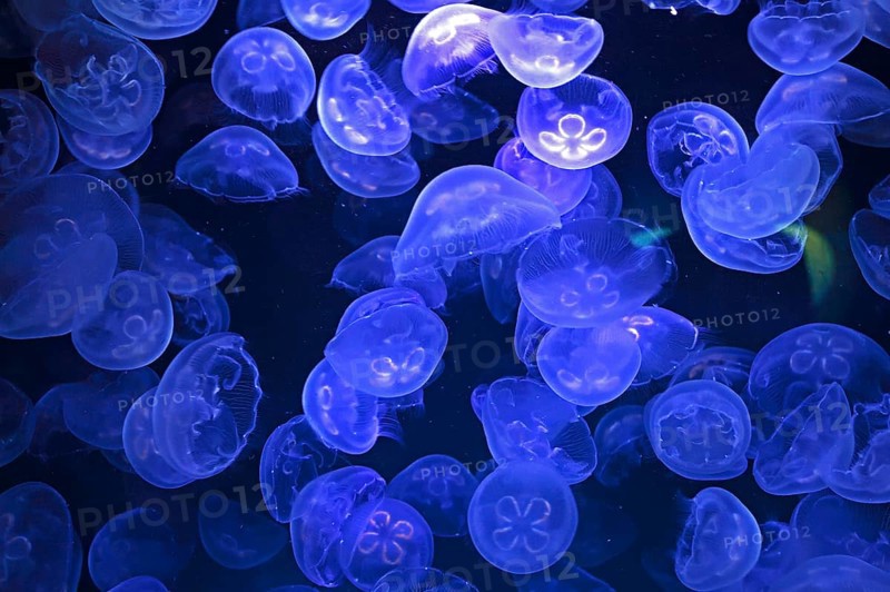 Common jellyfishes