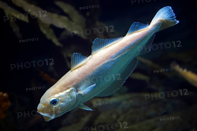 Coalfish