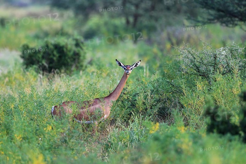 Gerenuk