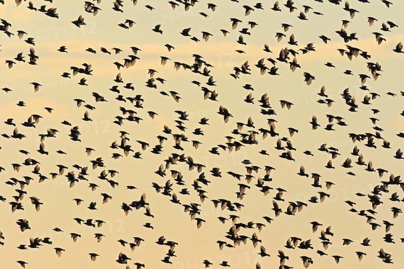 Common starling