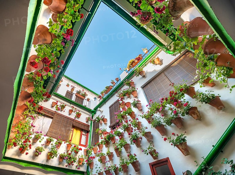 Many red geraniums in flower pots in the courtyard on a house wall