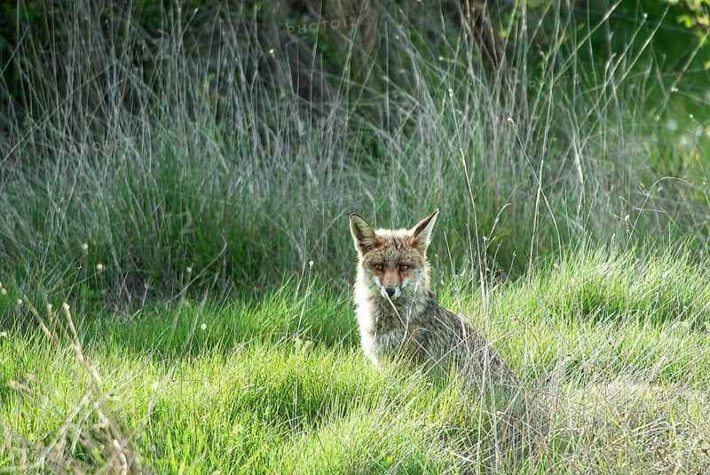 Fox