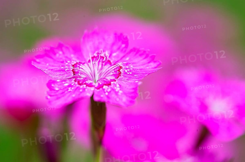 Maiden pinks