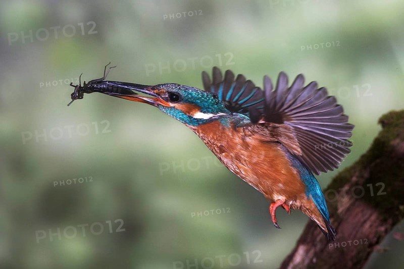 Common kingfisher