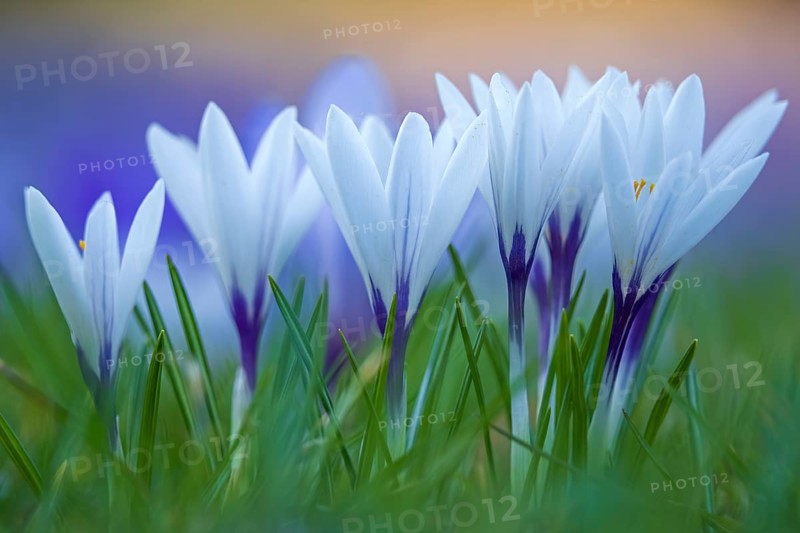 Crocuses