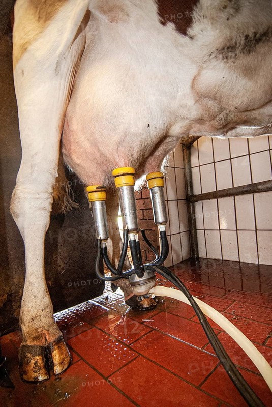 Cow udder with milking machine