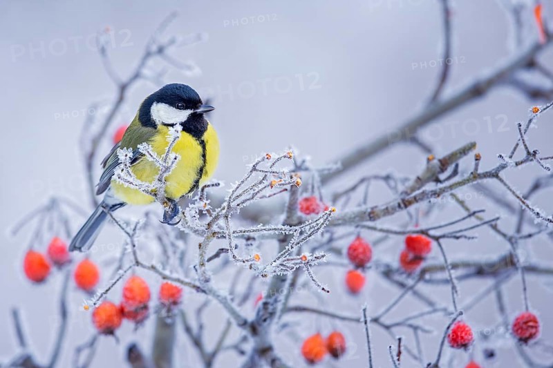 Great tit