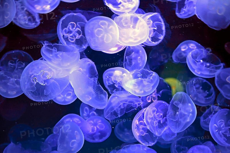 Common jellyfishes