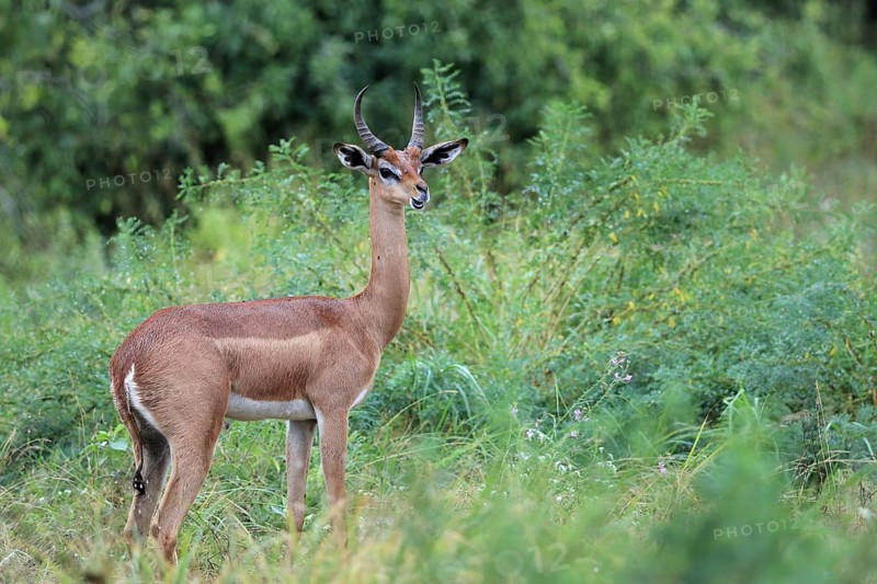 Gerenuk