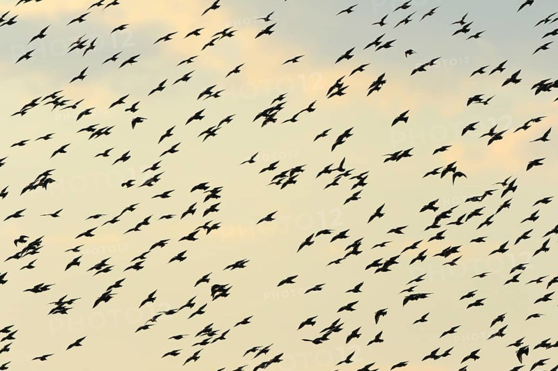 Common starling
