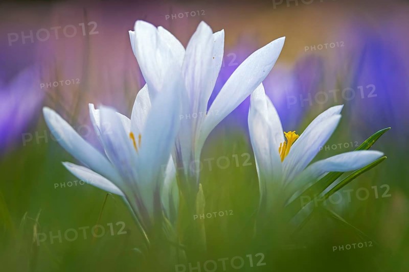 Crocuses
