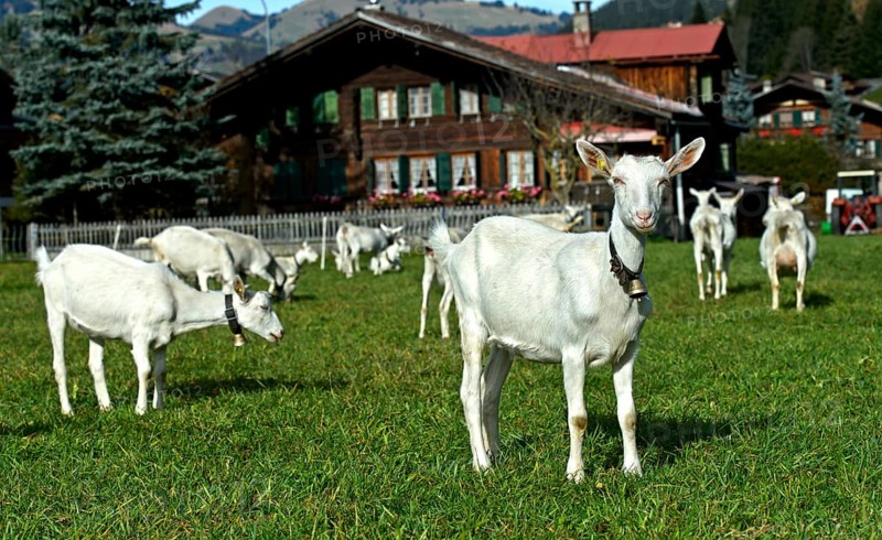 Herd of white Saanen goats