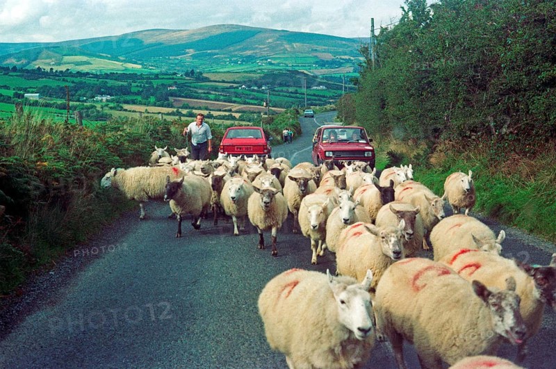 A farmer drives his flock of sheep along a country road